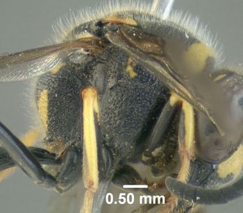 Media type: image;   Entomology 602727 Aspect: thorax lateral